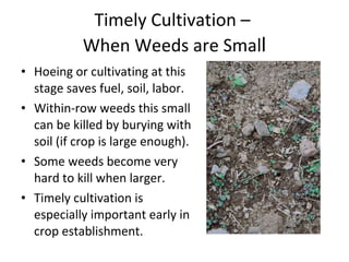 Timely Cultivation –  When Weeds are Smal l Hoeing or cultivating at this stage saves fuel, soil, labor. Within-row weeds this small can be killed by burying with soil (if crop is large enough). Some weeds become very hard to kill when larger. Timely cultivation is especially important early in crop establishment. 