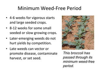 Minimum Weed-Free Period 4-6 weeks for vigorous starts and large seeded crops. 8-12 weeks for some small seeded or slow growing crops. Later-emerging weeds do not hurt yields by competition. Late weeds can vector or promote disease, contaminate harvest, or set seed. This broccoli has  passed through its  minimum weed-free  period. 
