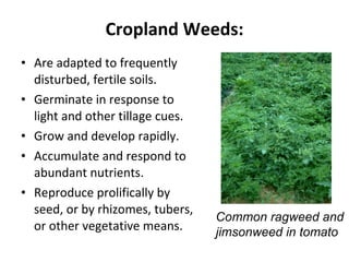 Cropland Weeds: Are adapted to frequently disturbed, fertile soils. Germinate in response to light and other tillage cues. Grow and develop rapidly. Accumulate and respond to abundant nutrients. Reproduce prolifically by seed, or by rhizomes, tubers, or other vegetative means. Common ragweed and  jimsonweed in tomato 