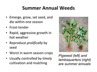 Summer Annual Weeds Emerge, grow, set seed, and die within one season Frost-tender Rapid, aggressive growth in hot weather Reproduce  prolifically  by seed Worst in warm season crops Usually controlled by  timely  cultivation and mulching Pigweed (left) and  lambsquarters (right)  are summer annuals 