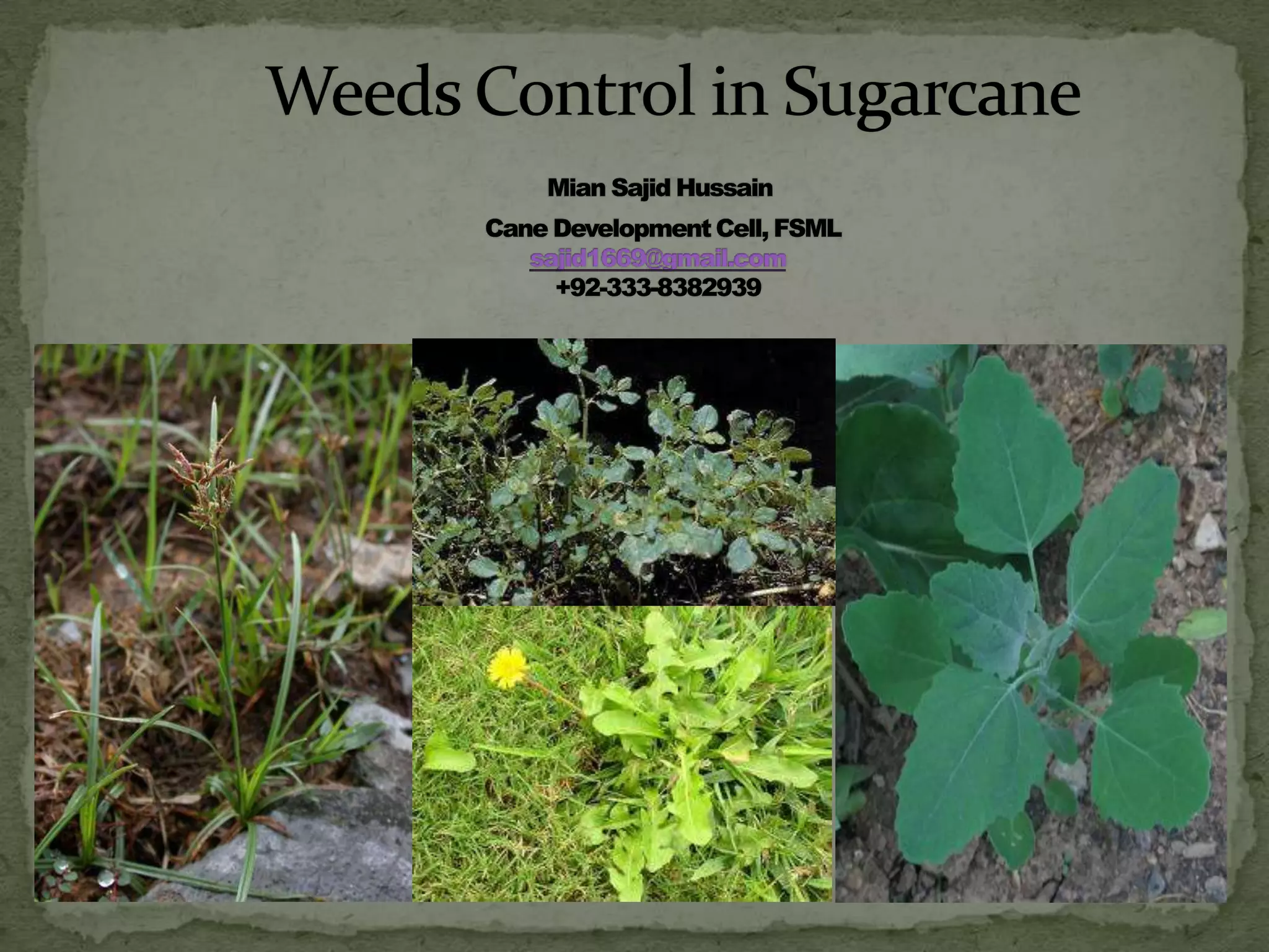 Weeds control in sugarcane PPT