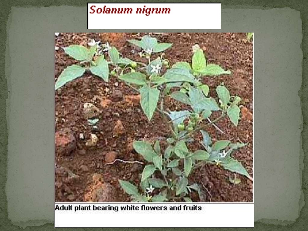 Weeds control in sugarcane