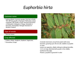 Pakhamba Weeds in the Crops and their used and benefits | PPTX