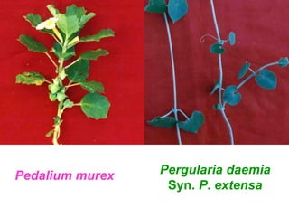 Weeds in india | PPT