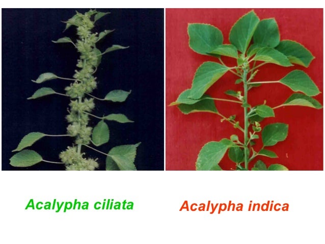 Weeds In India