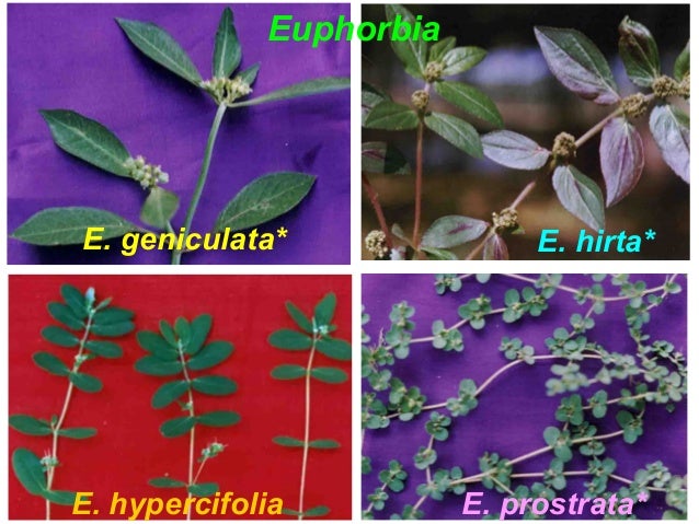 Weeds In India