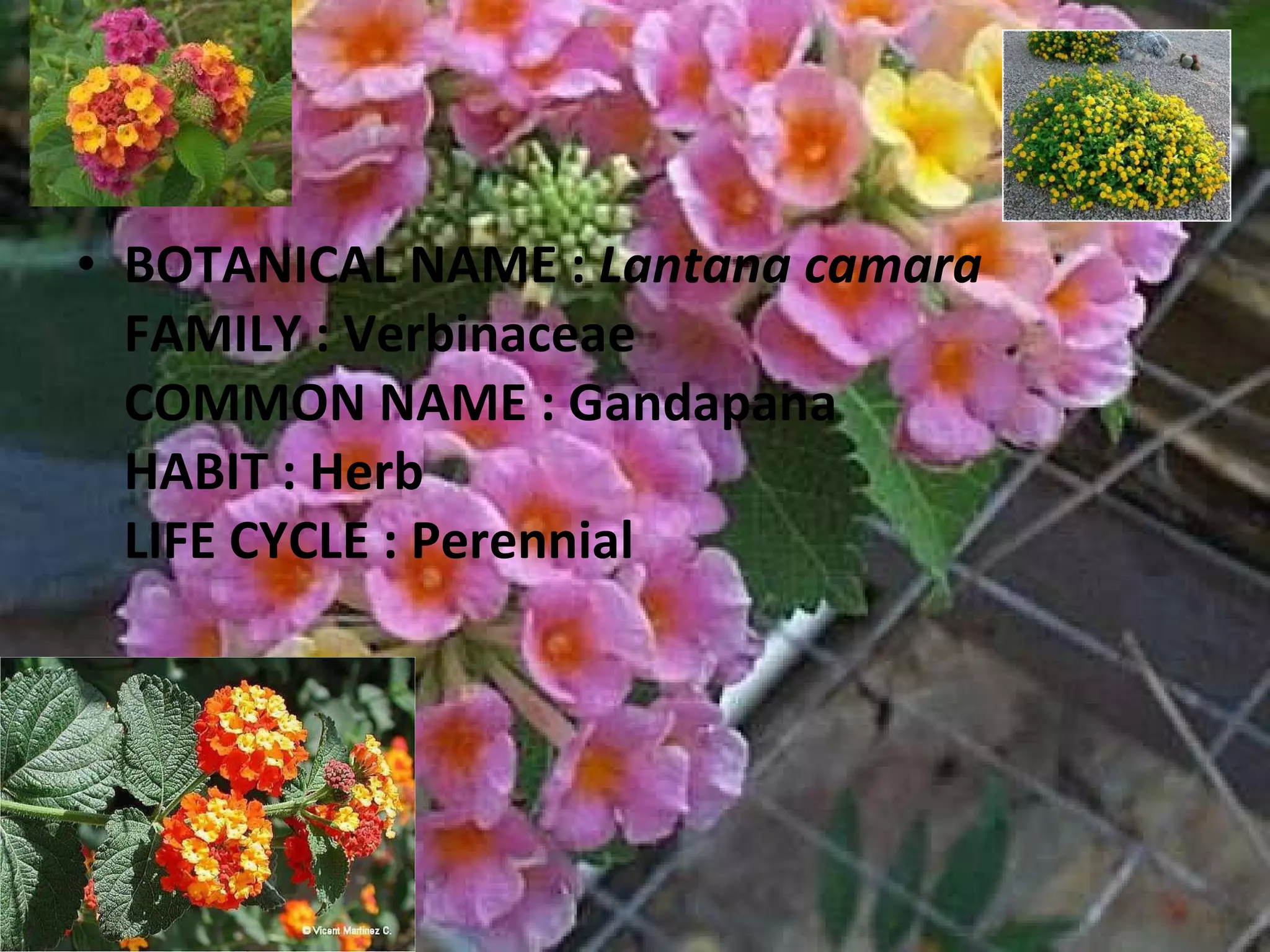 BOTANICAL NAME :  Lantana camara FAMILY : Verbinaceae COMMON NAME : Gandapana HABIT : Herb LIFE CYCLE : Perennial 