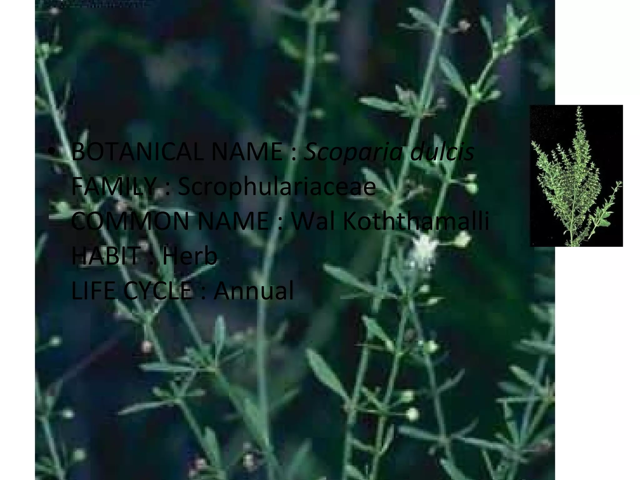 BOTANICAL NAME :  Scoparia dulcis FAMILY : Scrophulariaceae COMMON NAME : Wal Koththamalli HABIT : Herb LIFE CYCLE : Annual 