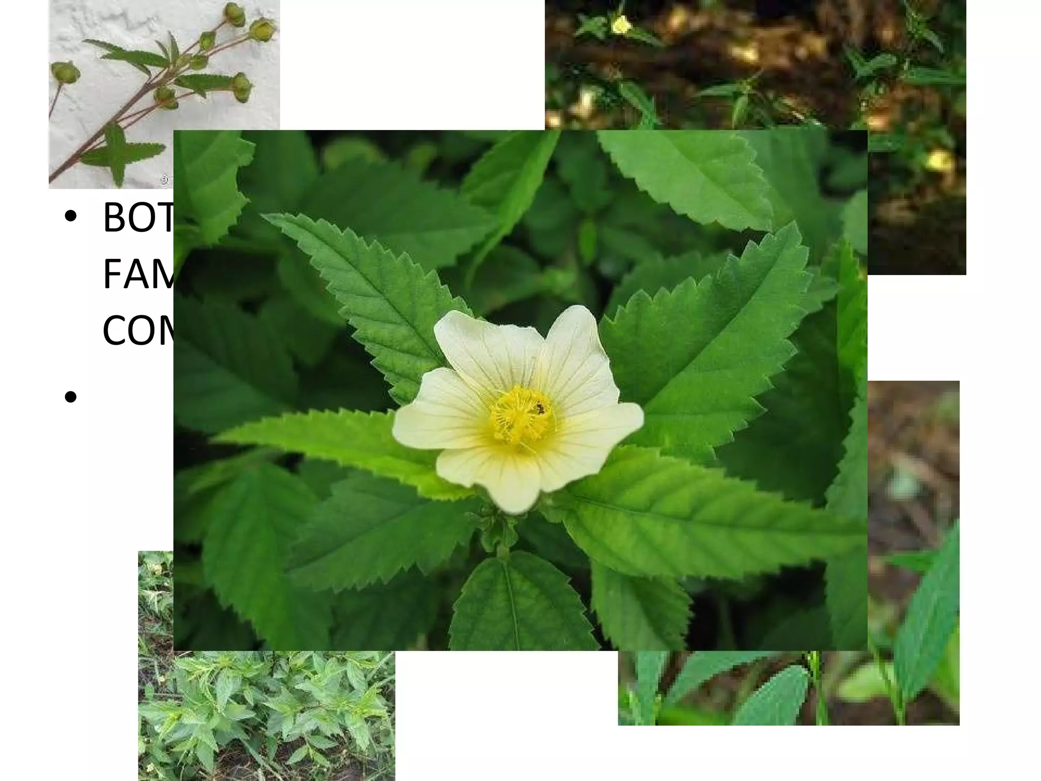 BOTANICAL NAME : Sida occuta FAMILY : Heen Babila COMMON NAME : Malvaceae 