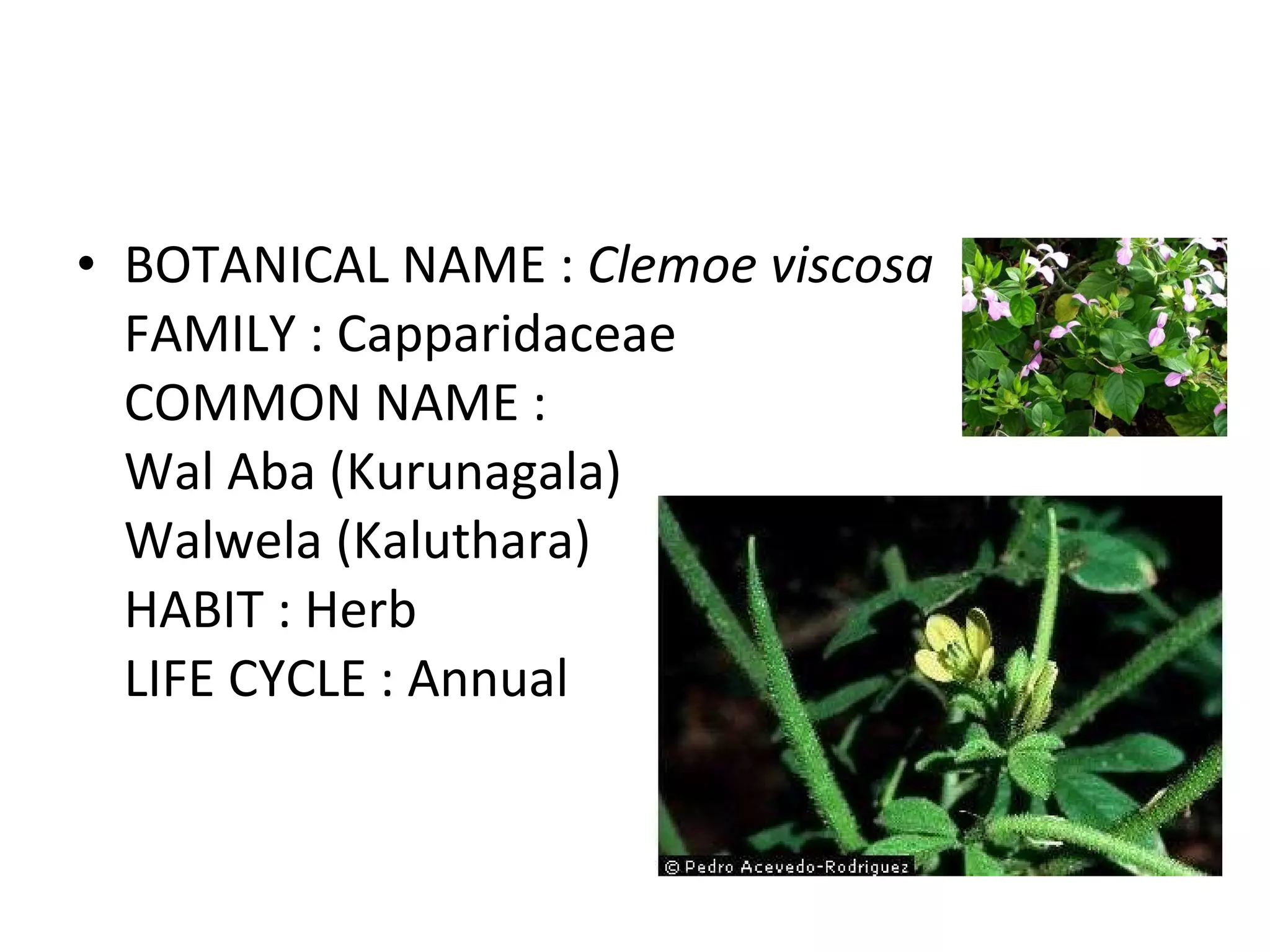BOTANICAL NAME :  Clemoe viscosa FAMILY : Capparidaceae COMMON NAME : Wal Aba (Kurunagala) Walwela (Kaluthara) HABIT : Herb LIFE CYCLE : Annual 