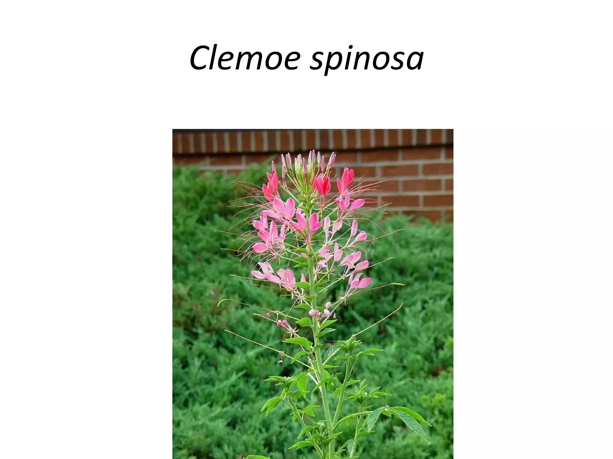 Clemoe spinosa 