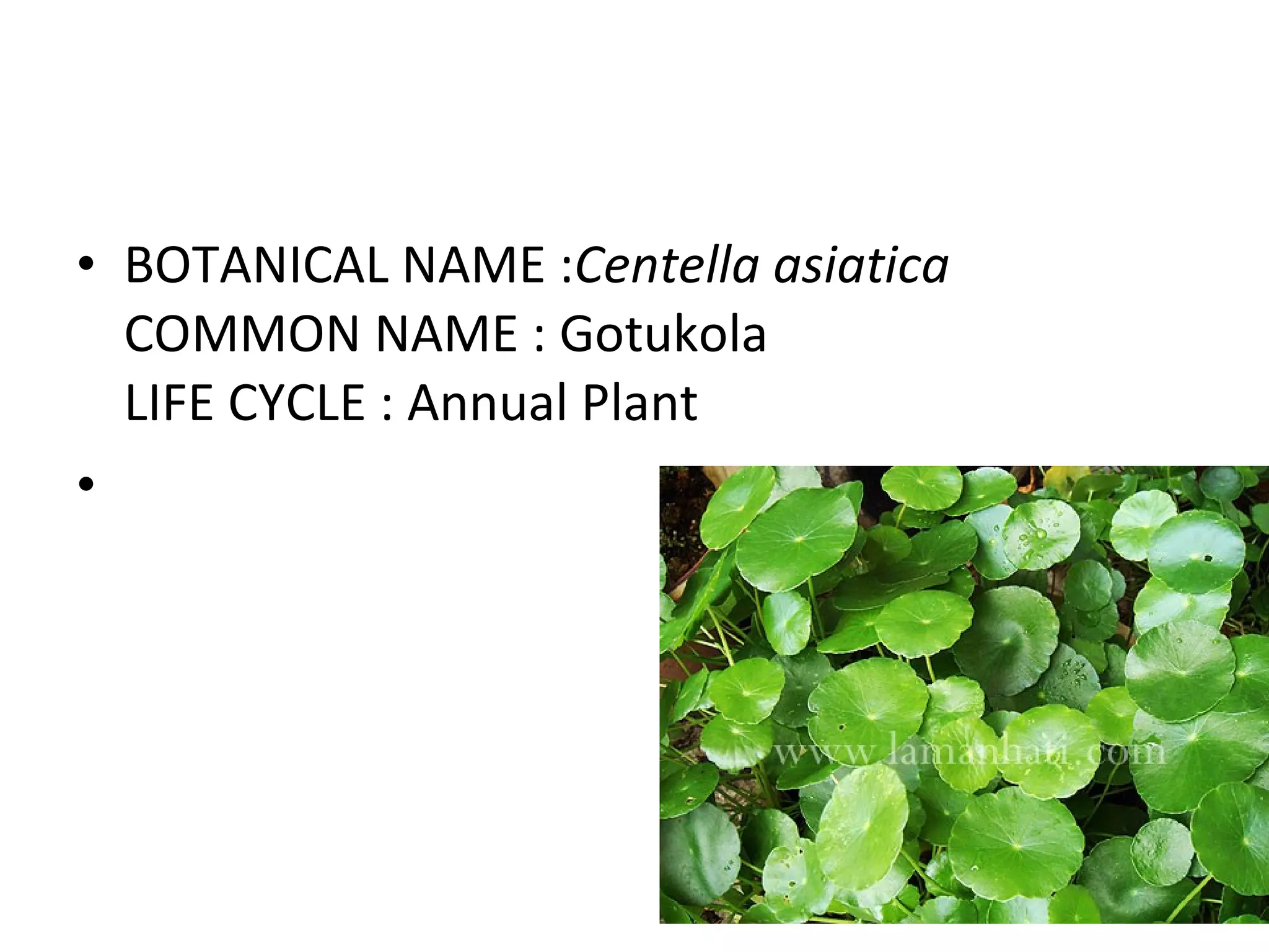 BOTANICAL NAME : Centella asiatica COMMON NAME : Gotukola LIFE CYCLE : Annual Plant 