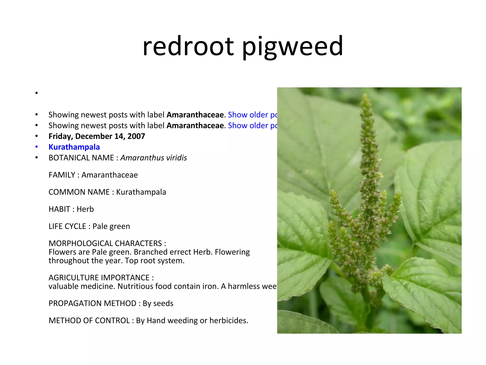redroot pigweed Showing newest posts with label  Amaranthaceae .  Show older posts   Showing newest posts with label  Amaranthaceae .  Show older posts Friday, December 14, 2007 Kurathampala   BOTANICAL NAME :  Amaranthus viridis  FAMILY : Amaranthaceae COMMON NAME : Kurathampala HABIT : Herb LIFE CYCLE : Pale green MORPHOLOGICAL CHARACTERS : Flowers are Pale green. Branched errect Herb. Flowering throughout the year. Top root system.  AGRICULTURE IMPORTANCE : valuable medicine. Nutritious food contain iron. A harmless weed.  PROPAGATION METHOD : By seeds  METHOD OF CONTROL : By Hand weeding or herbicides.  