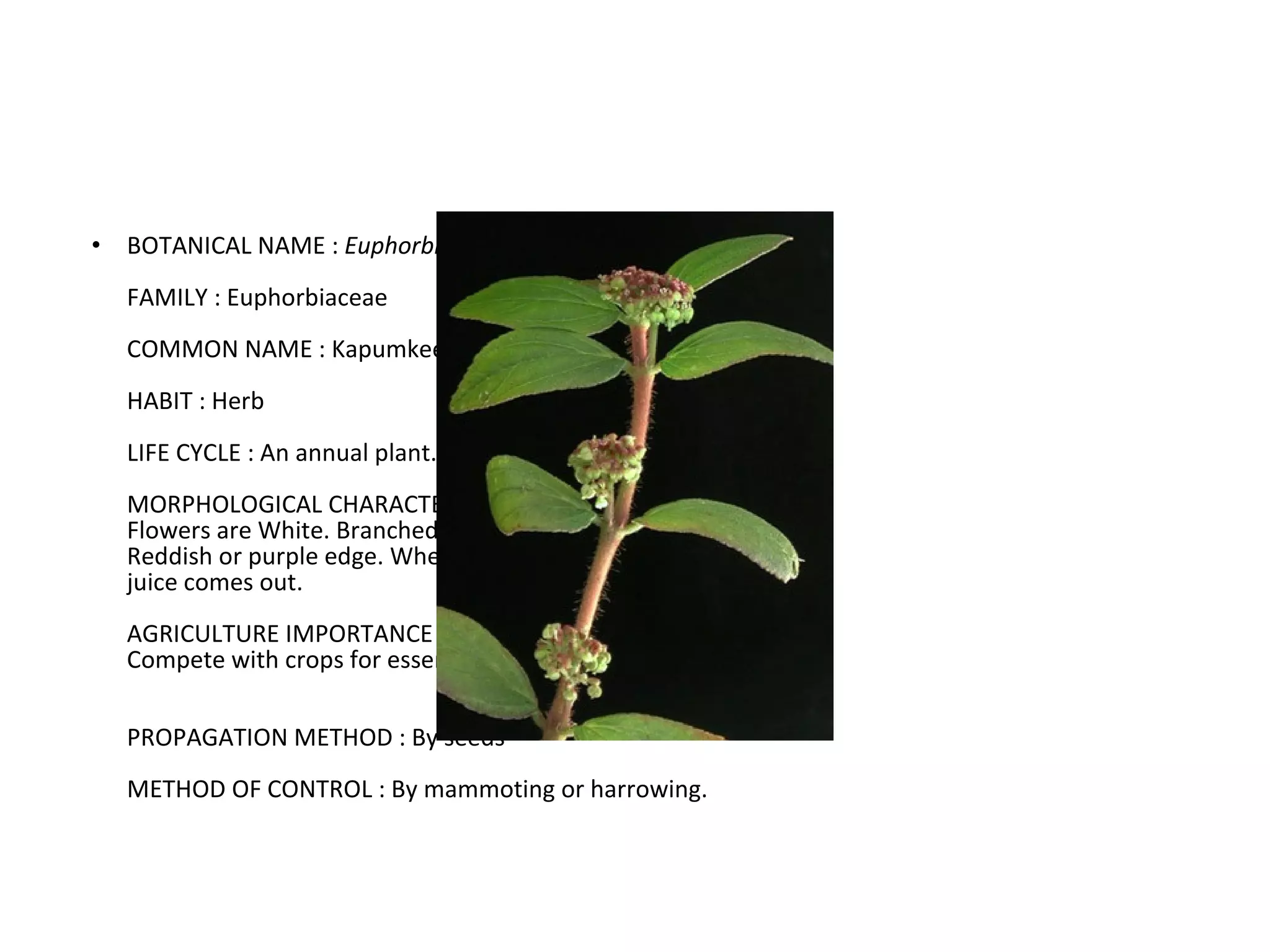 BOTANICAL NAME :  Euphorbia hiria FAMILY : Euphorbiaceae COMMON NAME : Kapumkeeriya HABIT : Herb LIFE CYCLE : An annual plant.  MORPHOLOGICAL CHARACTERS : Flowers are White. Branched up words from the group level. Reddish or purple edge. When the plant is broken milky juice comes out.  AGRICULTURE IMPORTANCE : Compete with crops for essential requirements. PROPAGATION METHOD : By seeds  METHOD OF CONTROL : By mammoting or harrowing. 