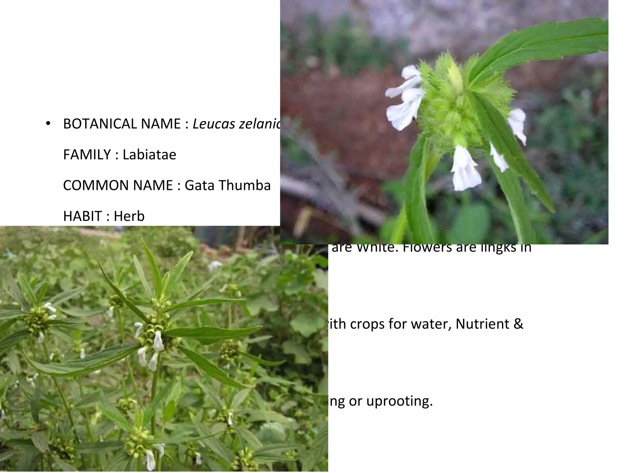 BOTANICAL NAME :  Leucas zelanicus FAMILY : Labiatae COMMON NAME : Gata Thumba HABIT : Herb  MORPHOLOGICAL CHARACTERS : Flowers are White. Flowers are lingks in shape. Leave & Stems having small hairs. Leafs are long and thin. Plant has a top root system. Contain small fruits.  AGRICULTURE IMPORTANCE : Compete with crops for water, Nutrient & Space. It has rapped growth rate.  PROPAGATION METHOD : By seeds  METHOD OF CONTROL : By manual weeding or uprooting. 