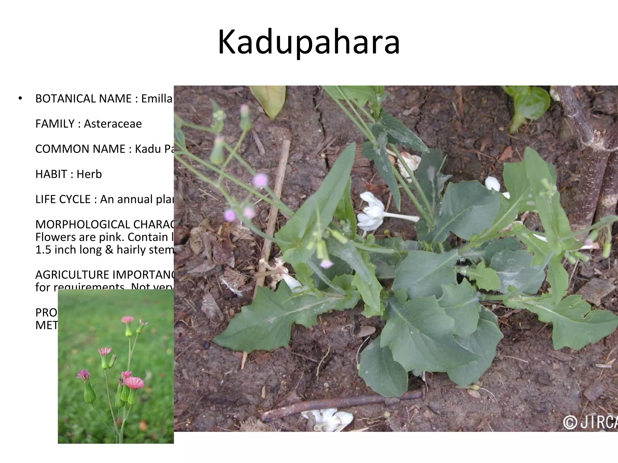 Kadupahara BOTANICAL NAME : Emilla sonchifolia FAMILY : Asteraceae COMMON NAME : Kadu Pahara HABIT : Herb LIFE CYCLE : An annual plant.  MORPHOLOGICAL CHARACTERS :  Flowers are pink. Contain lot of branches. Smooth leaves. 1.5 inch long & hairly stem. AGRICULTURE IMPORTANCE : Compete with crops like Rubber, Coconut for requirements. Not very harmful.  PROPAGATION METHOD : By seeds or stolons.  METHOD OF CONTROL : By plaughing, hand weeding or mammoting.  