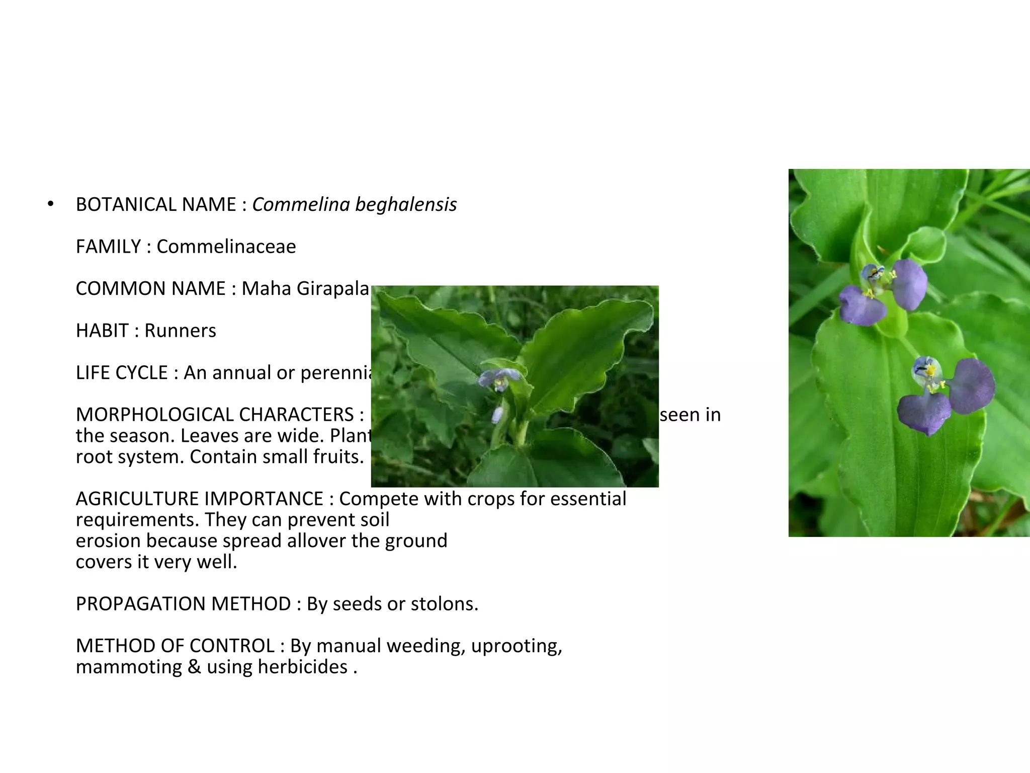 BOTANICAL NAME :  Commelina beghalensis FAMILY : Commelinaceae COMMON NAME : Maha Girapala HABIT : Runners LIFE CYCLE : An annual or perennial plant. MORPHOLOGICAL CHARACTERS : Flowers are Blue. Flowers can be seen in the season. Leaves are wide. Plant has wide root system. Contain small fruits. AGRICULTURE IMPORTANCE : Compete with crops for essential requirements. They can prevent soil erosion because spread allover the ground covers it very well. PROPAGATION METHOD : By seeds or stolons. METHOD OF CONTROL : By manual weeding, uprooting, mammoting & using herbicides . 