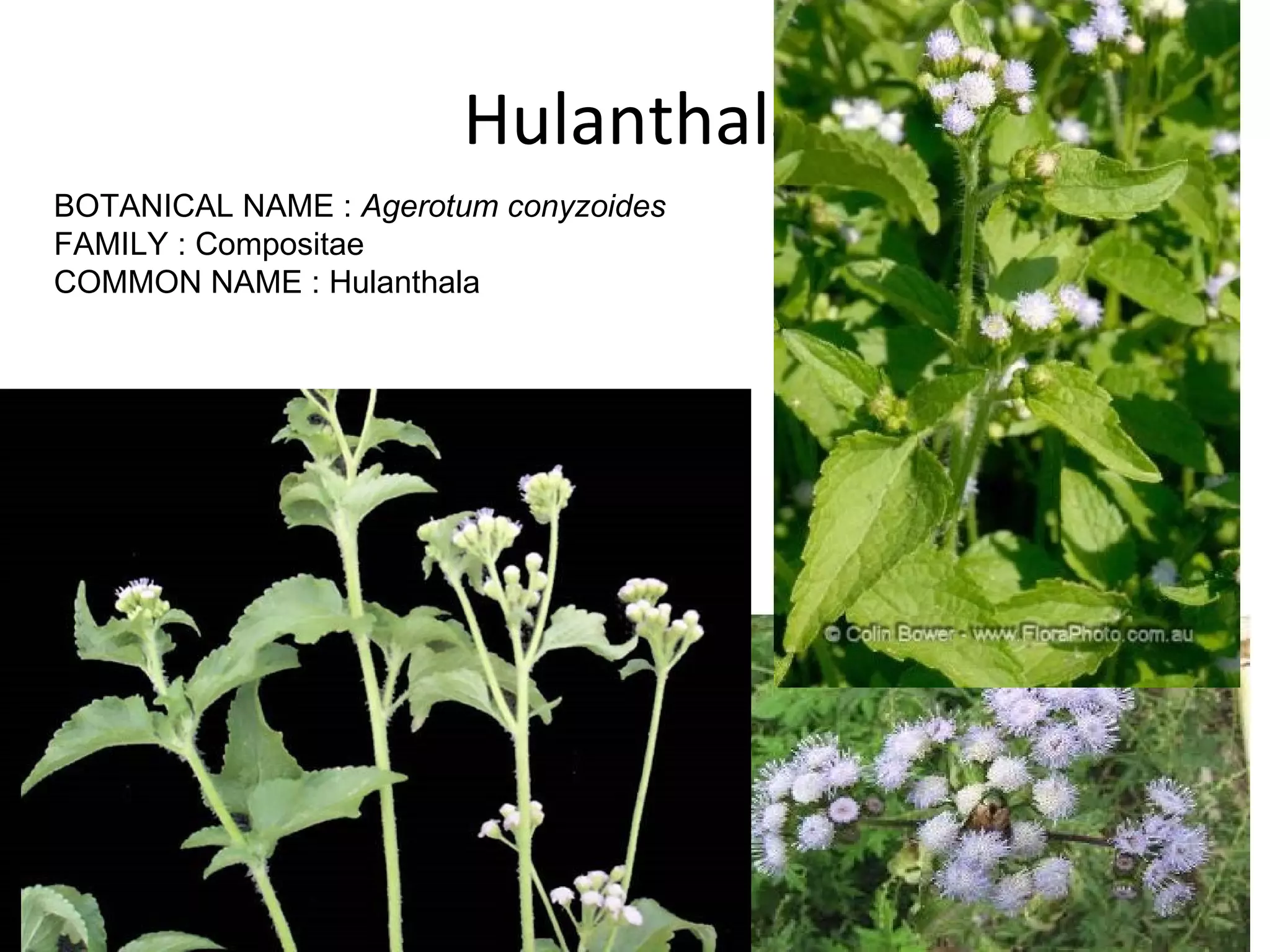 Hulanthala BOTANICAL NAME :  Agerotum conyzoides FAMILY : Compositae COMMON NAME : Hulanthala 