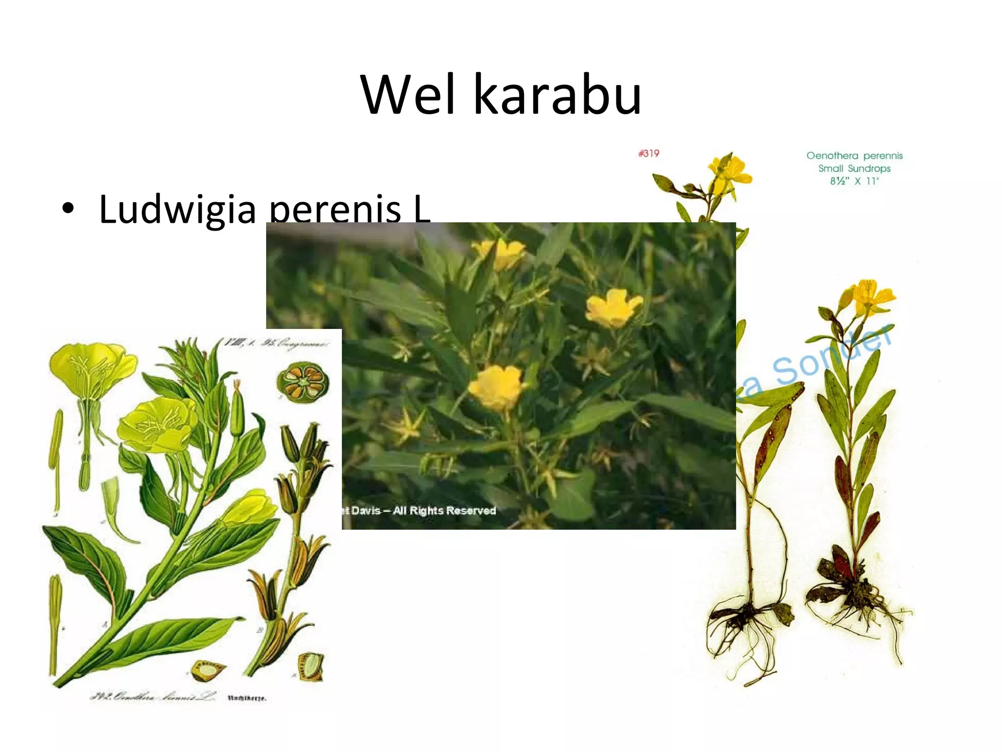 Wel karabu Ludwigia perenis L 
