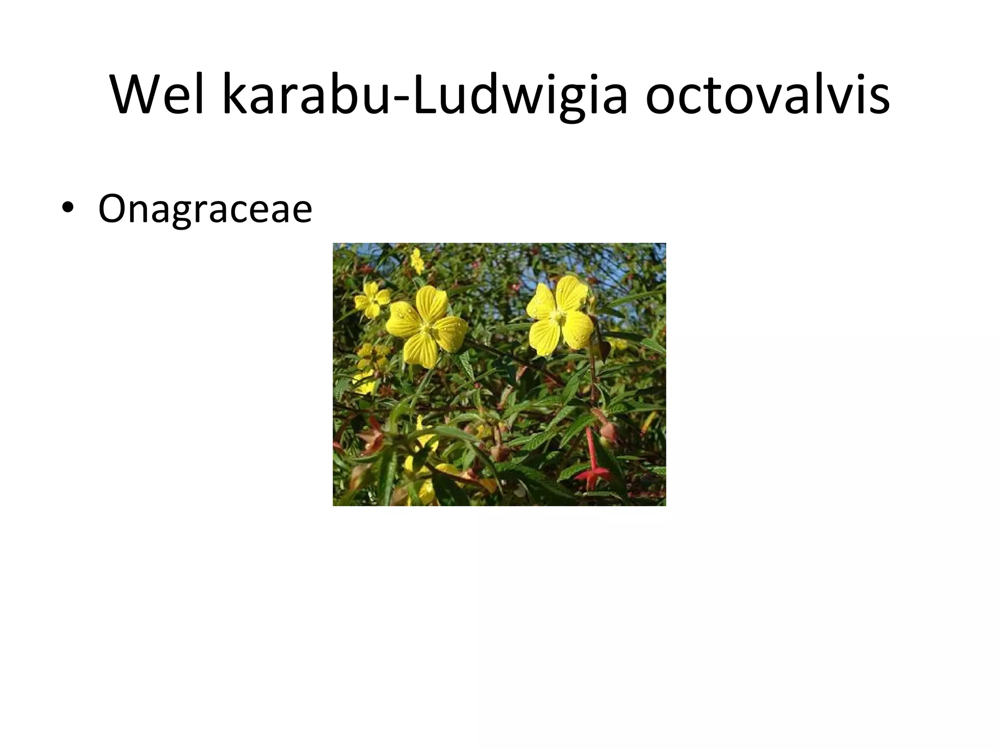 Wel karabu-Ludwigia octovalvis Onagraceae 