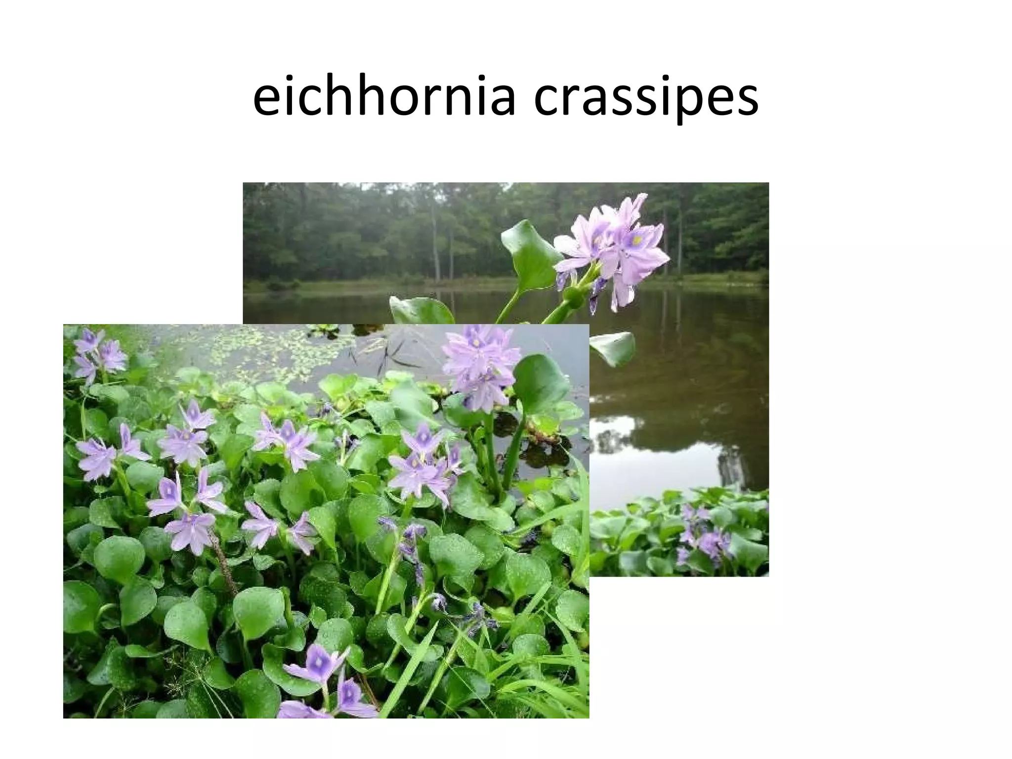 eichhornia crassipes 