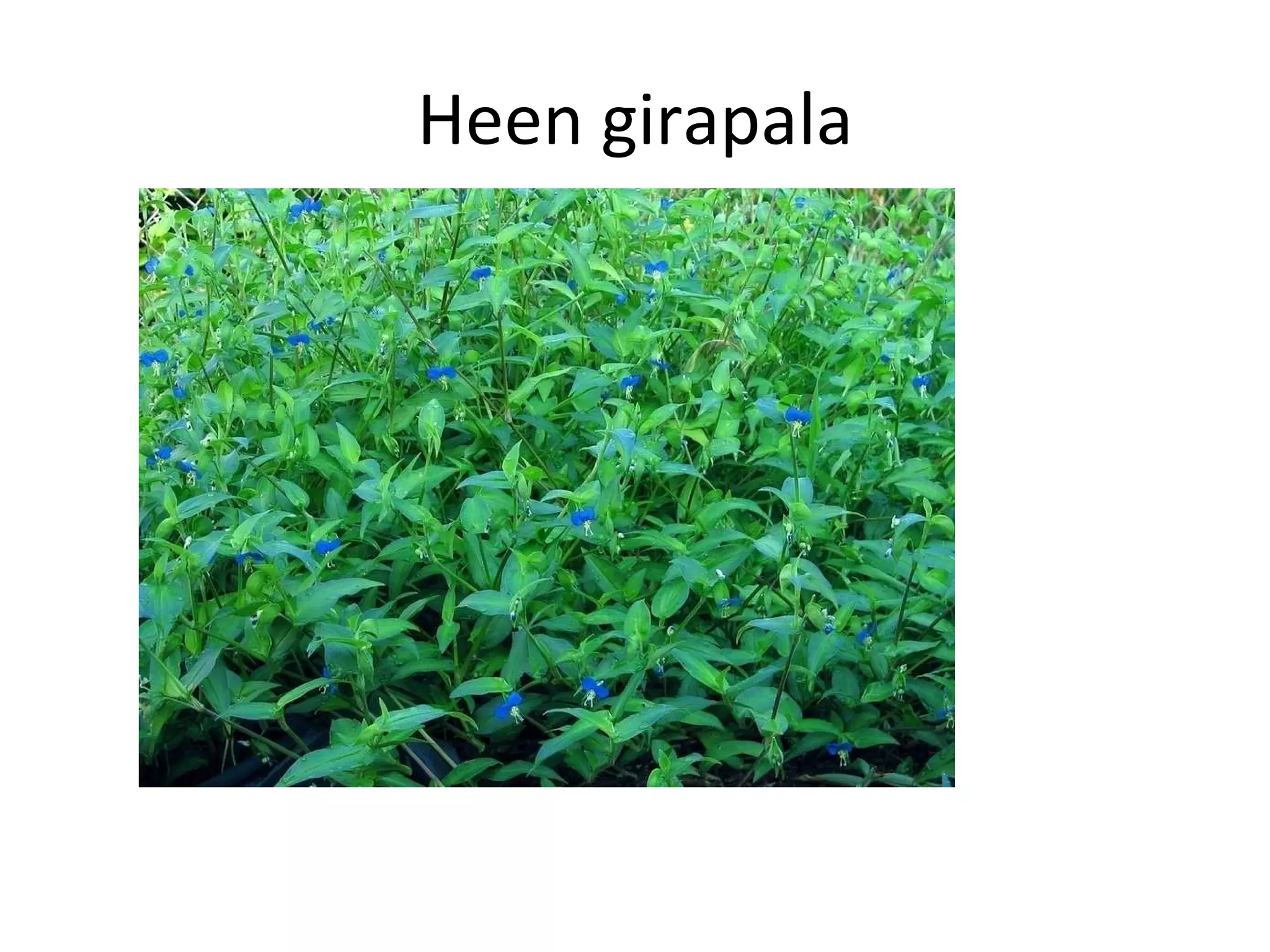 Heen girapala 
