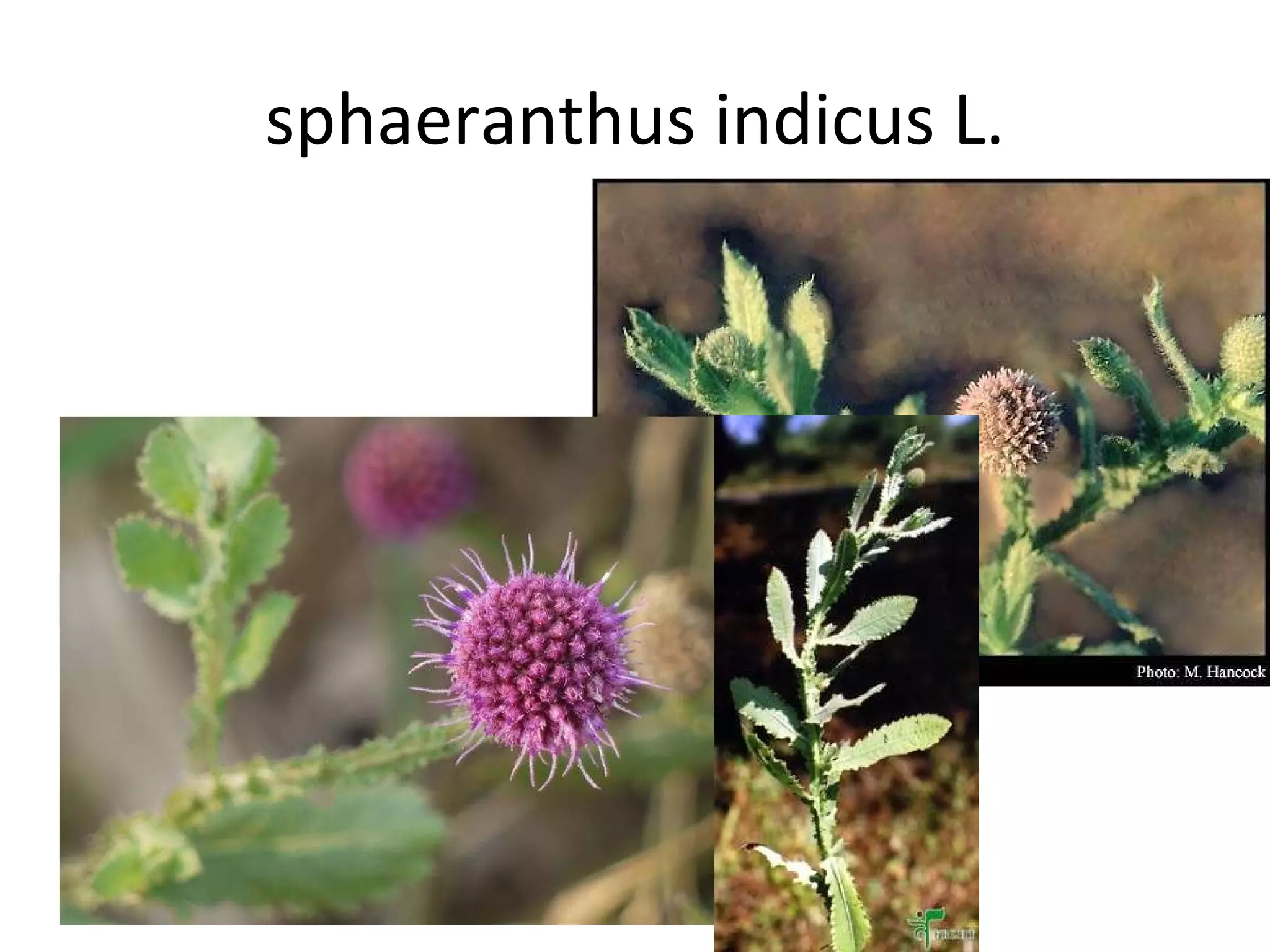 sphaeranthus indicus L. sphaeranthus indicus L. 