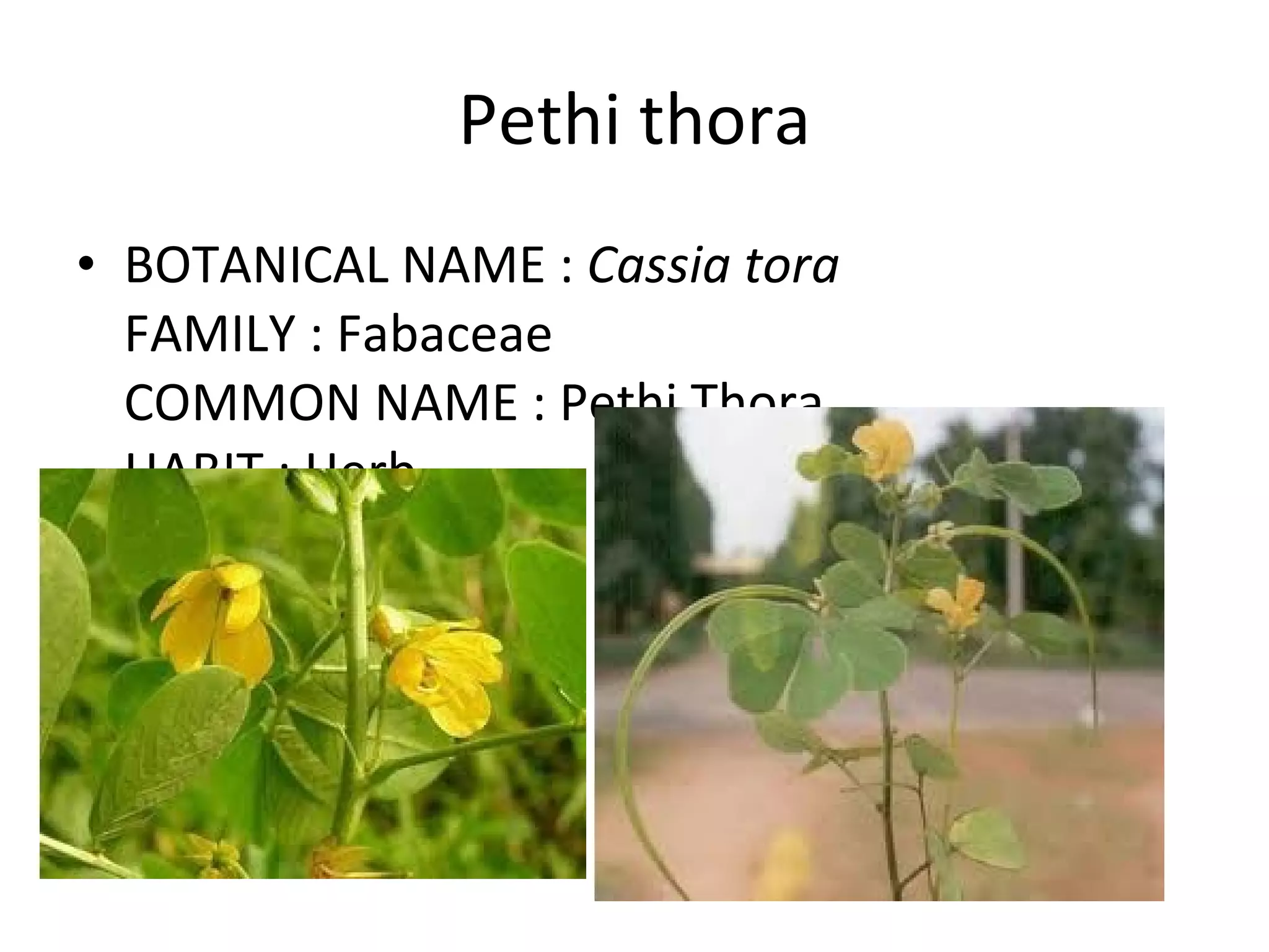 Pethi thora BOTANICAL NAME :  Cassia tora FAMILY : Fabaceae COMMON NAME : Pethi Thora HABIT : Herb 