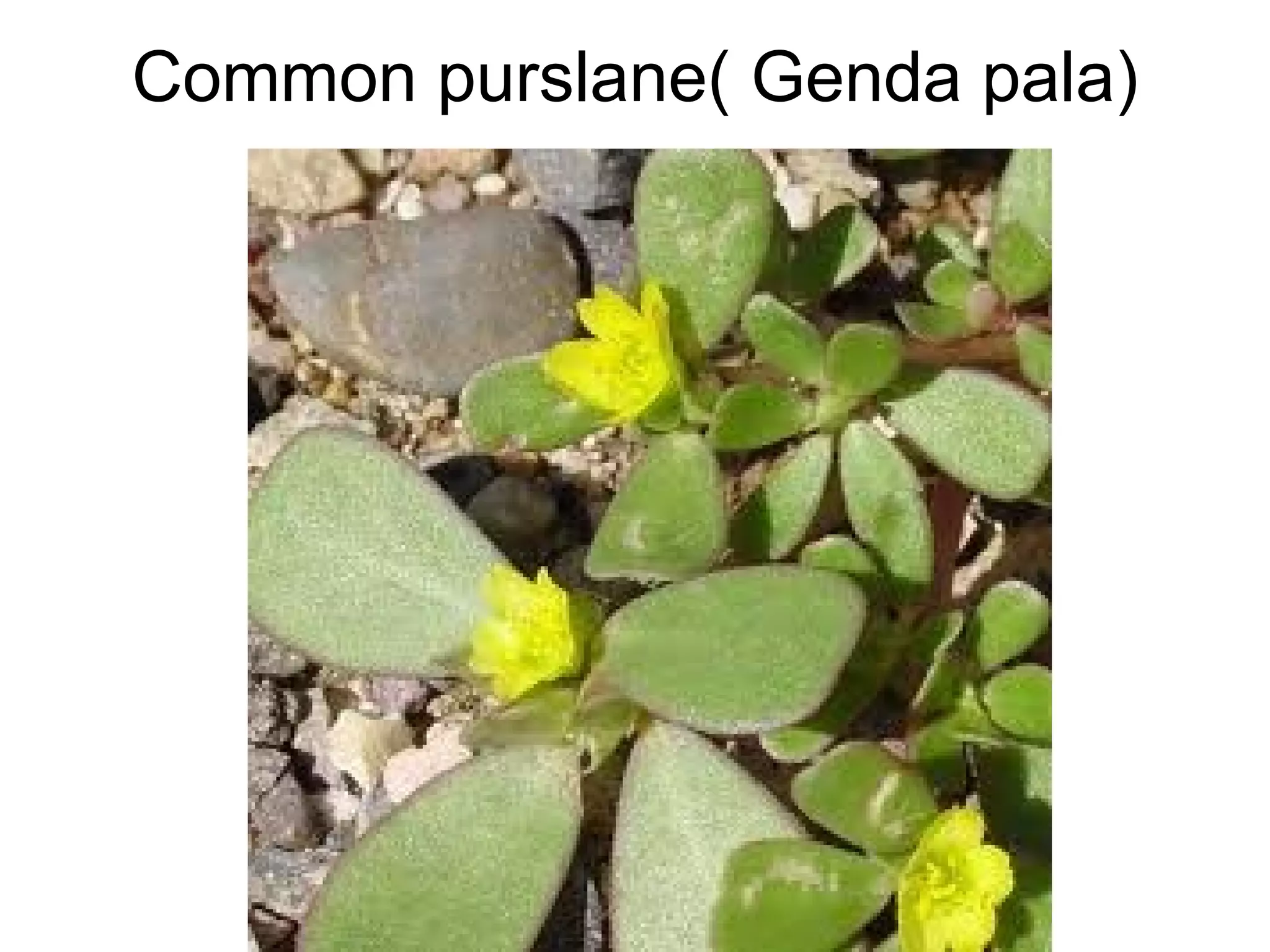 Common purslane( Genda pala) 