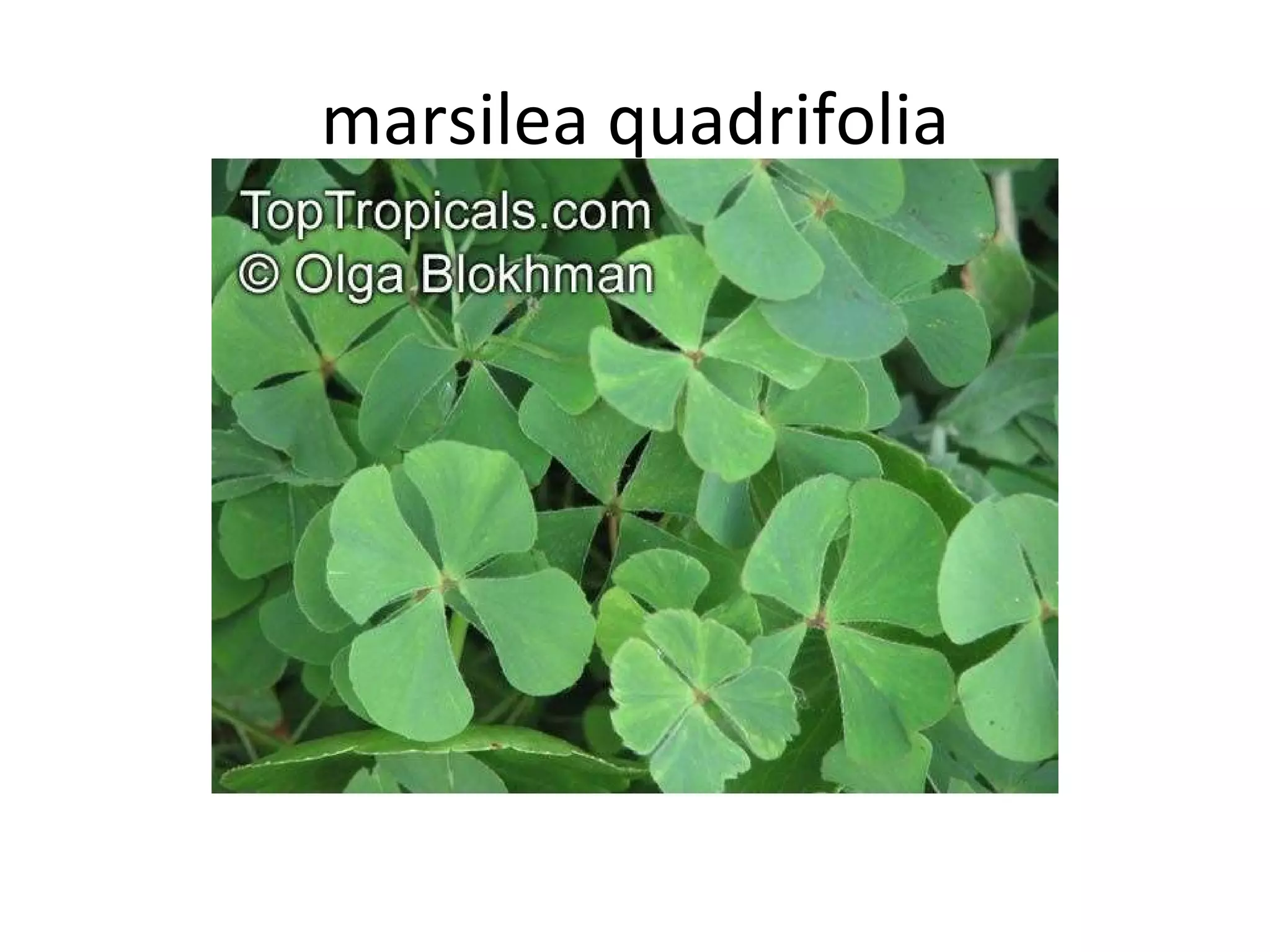 marsilea quadrifolia 