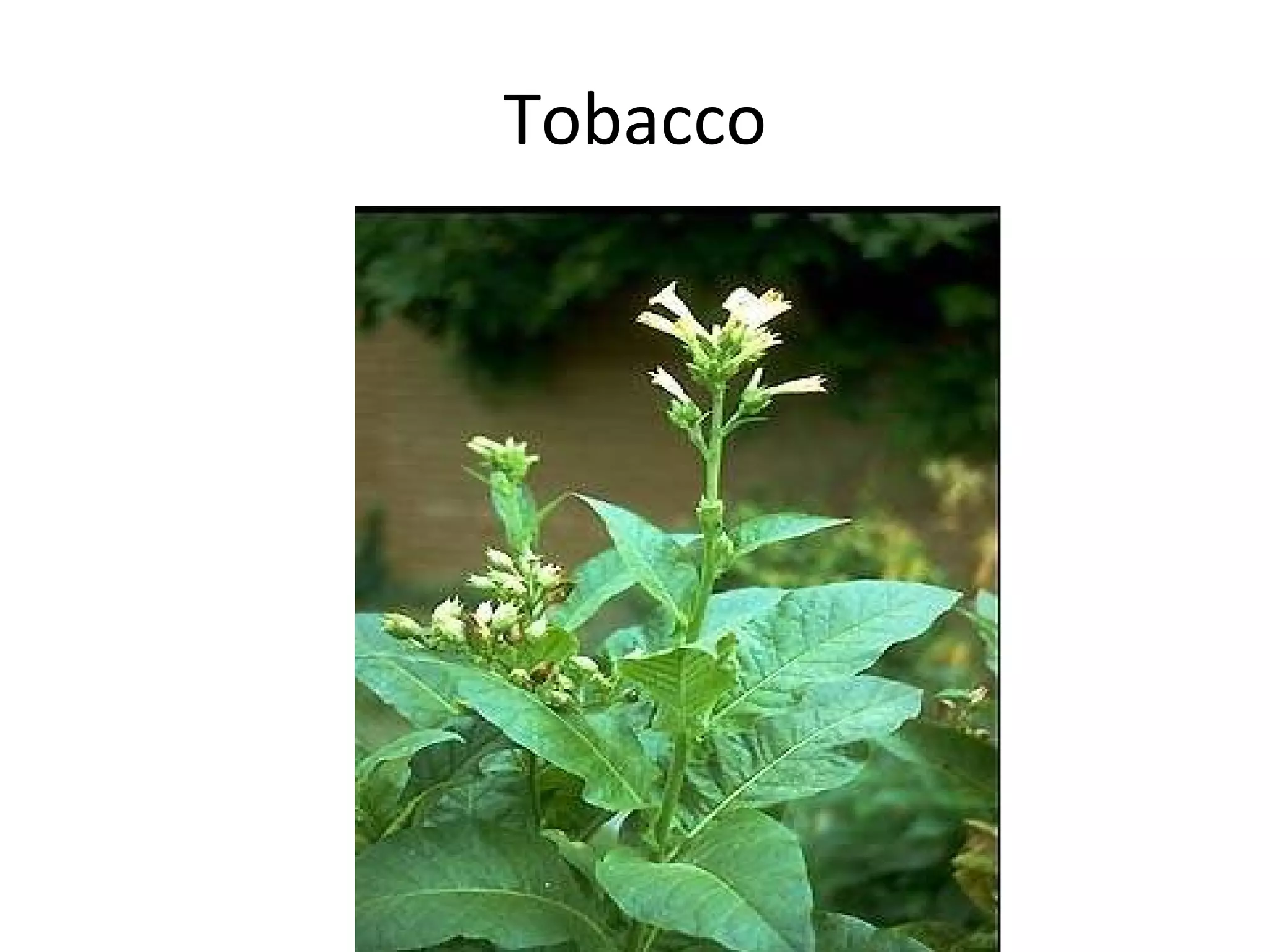 Tobacco 