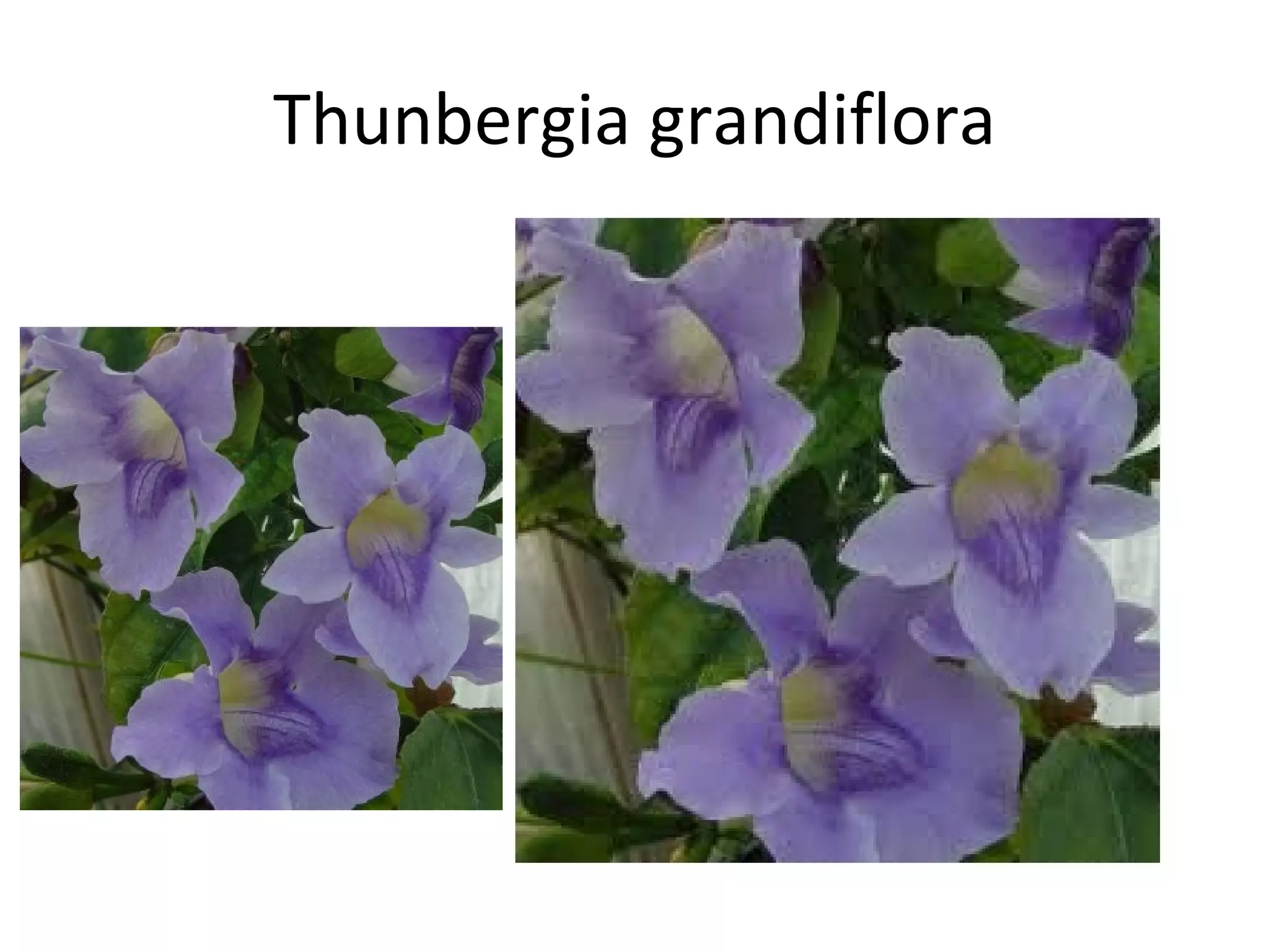 Thunbergia grandiflora 
