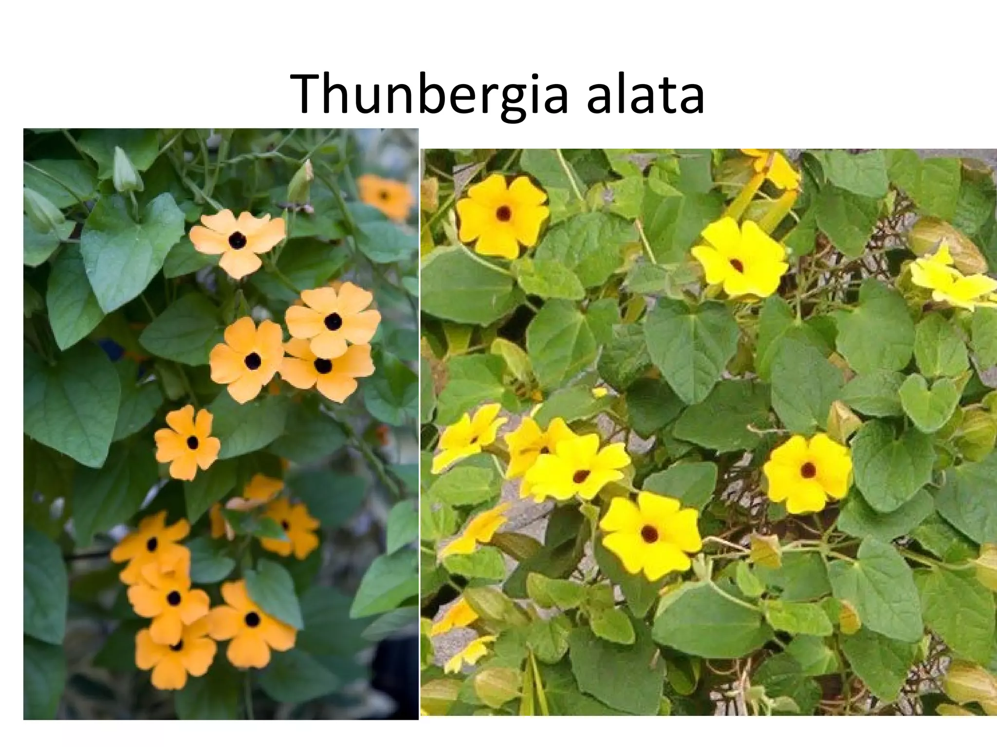 Thunbergia alata 