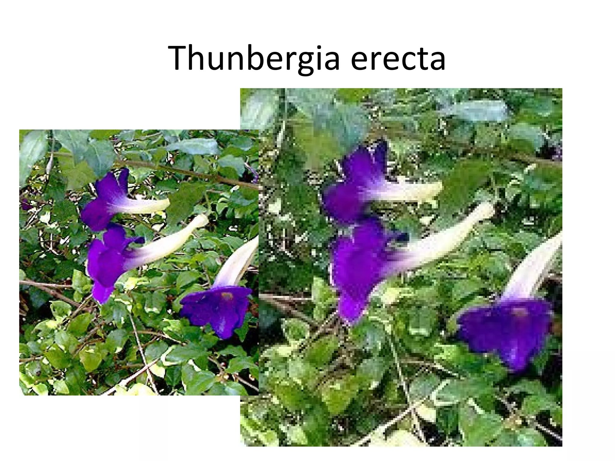 Thunbergia erecta 