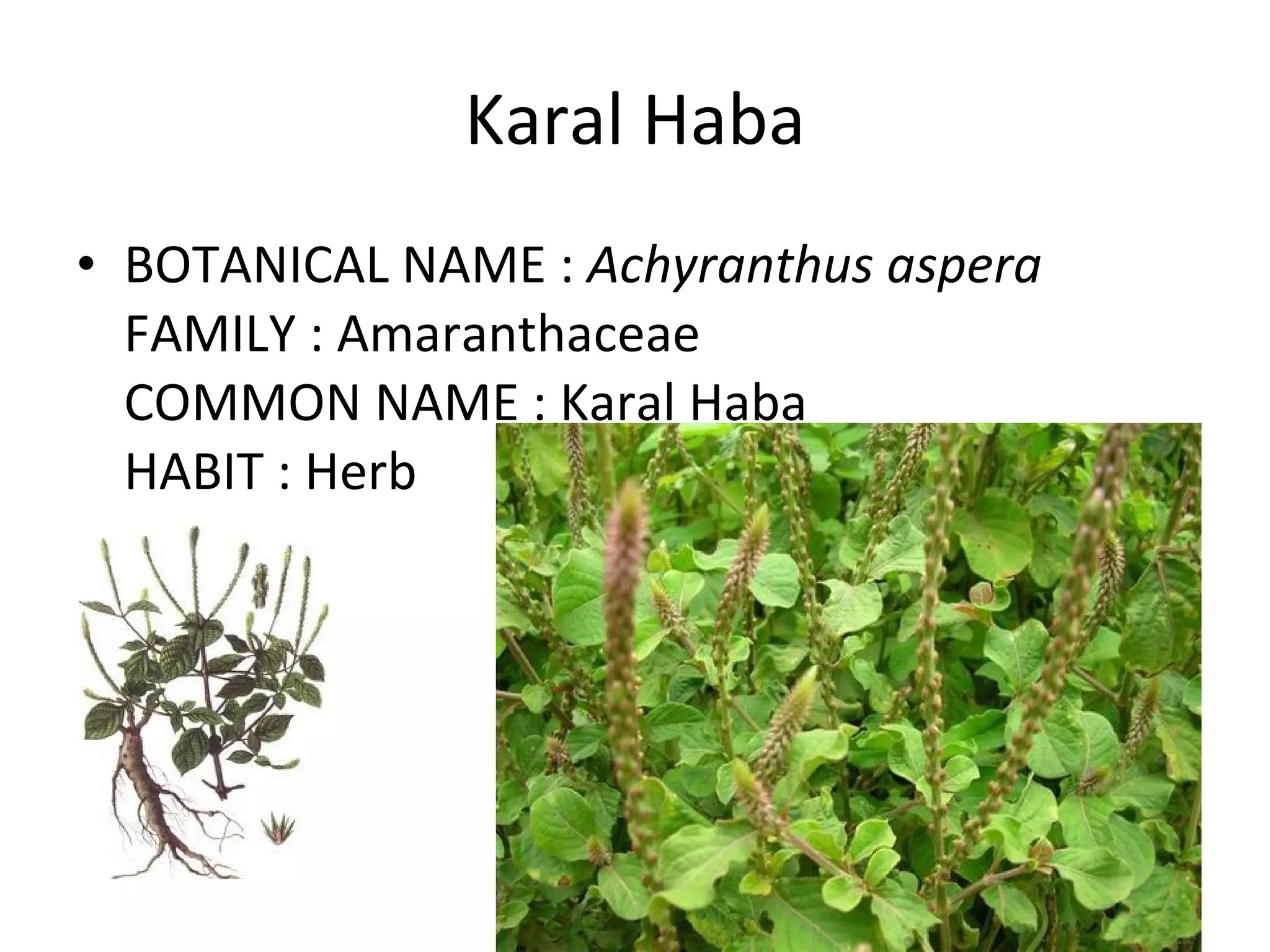 Karal Haba BOTANICAL NAME :  Achyranthus aspera FAMILY : Amaranthaceae COMMON NAME : Karal Haba HABIT : Herb 