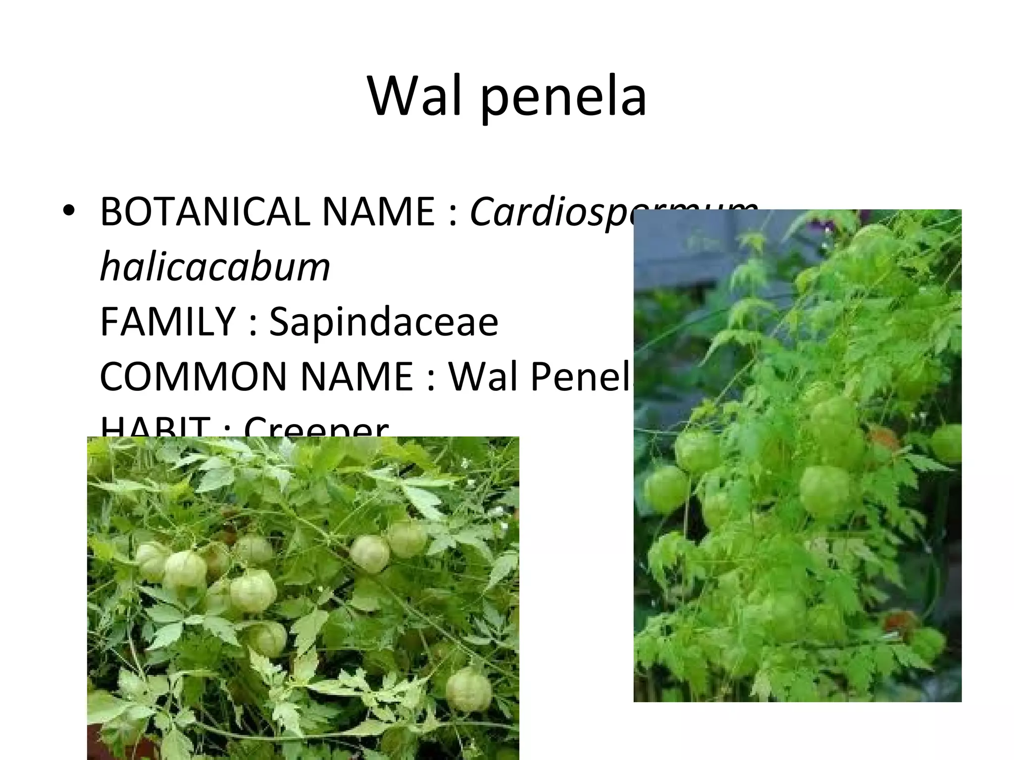 Wal penela BOTANICAL NAME :  Cardiospermum halicacabum FAMILY : Sapindaceae COMMON NAME : Wal Penela HABIT : Creeper LIFE CYCLE : Annual 