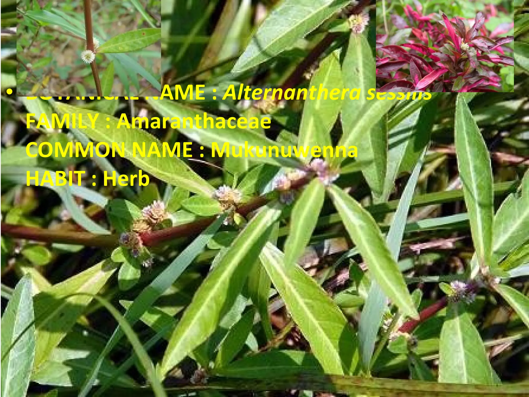 BOTANICAL NAME :  Alternanthera sessilis FAMILY : Amaranthaceae COMMON NAME : Mukunuwenna HABIT : Herb 