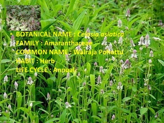 BOTANICAL NAME :  Celosia asiatica FAMILY : Amaranthaceae COMMON NAME : Walraja Pohottu HABIT : Herb LIFE CYCLE : Annual 