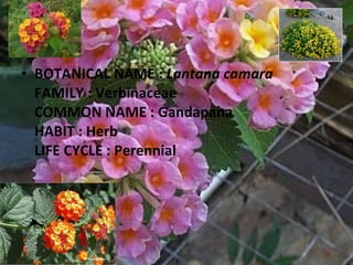 BOTANICAL NAME :  Lantana camara FAMILY : Verbinaceae COMMON NAME : Gandapana HABIT : Herb LIFE CYCLE : Perennial 
