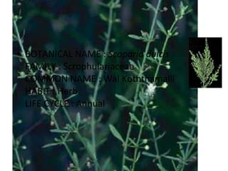 BOTANICAL NAME :  Scoparia dulcis FAMILY : Scrophulariaceae COMMON NAME : Wal Koththamalli HABIT : Herb LIFE CYCLE : Annual 