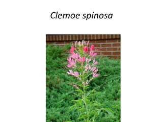 Clemoe spinosa 
