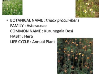 BOTANICAL NAME : Tridax procumbens FAMILY : Asteraceae COMMON NAME : Kurunegala Desi HABIT : Herb LIFE CYCLE : Annual Plant 