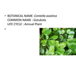BOTANICAL NAME : Centella asiatica COMMON NAME : Gotukola LIFE CYCLE : Annual Plant 