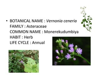 BOTANICAL NAME :  Vernonia ceneria FAMILY : Asteraceae COMMON NAME : Monerekudumbiya HABIT : Herb LIFE CYCLE : Annual 