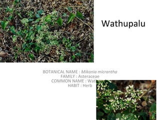 Wathupalu BOTANICAL NAME :  Mikania micrantha FAMILY : Asteraceae COMMON NAME : Wathupalu HABIT : Herb 