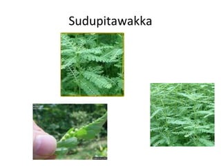 Sudupitawakka 