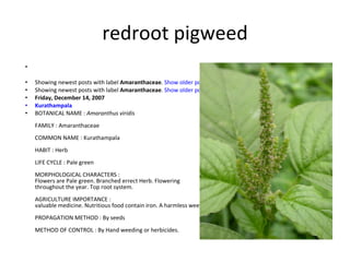 redroot pigweed Showing newest posts with label  Amaranthaceae .  Show older posts   Showing newest posts with label  Amaranthaceae .  Show older posts Friday, December 14, 2007 Kurathampala   BOTANICAL NAME :  Amaranthus viridis  FAMILY : Amaranthaceae COMMON NAME : Kurathampala HABIT : Herb LIFE CYCLE : Pale green MORPHOLOGICAL CHARACTERS : Flowers are Pale green. Branched errect Herb. Flowering throughout the year. Top root system.  AGRICULTURE IMPORTANCE : valuable medicine. Nutritious food contain iron. A harmless weed.  PROPAGATION METHOD : By seeds  METHOD OF CONTROL : By Hand weeding or herbicides.  