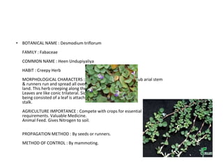 BOTANICAL NAME : Desmodium triflorum FAMILY : Fabaceae COMMON NAME : Heen Undupiyaliya HABIT : Creepy Herb MORPHOLOGICAL CHARACTERS : Flowers are bright purple. Sub arial stem & runners run and spread all over the land. This herb creeping along the nodes. Leaves are like conic trilateral. Side is being consisted of a leaf is attached to the stalk. AGRICULTURE IMPORTANCE : Compete with crops for essential requirements. Valuable Medicine. Animal Feed. Gives Nitrogen to soil. PROPAGATION METHOD : By seeds or runners. METHOD OF CONTROL : By mammoting. 
