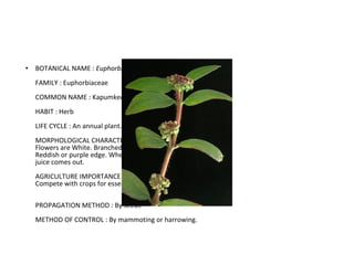 BOTANICAL NAME :  Euphorbia hiria FAMILY : Euphorbiaceae COMMON NAME : Kapumkeeriya HABIT : Herb LIFE CYCLE : An annual plant.  MORPHOLOGICAL CHARACTERS : Flowers are White. Branched up words from the group level. Reddish or purple edge. When the plant is broken milky juice comes out.  AGRICULTURE IMPORTANCE : Compete with crops for essential requirements. PROPAGATION METHOD : By seeds  METHOD OF CONTROL : By mammoting or harrowing. 