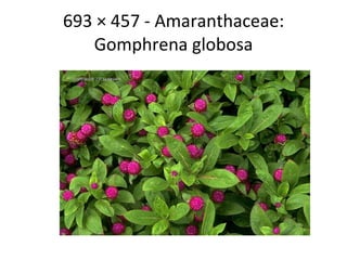 693 × 457 - Amaranthaceae: Gomphrena globosa 